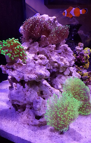 Picture of my Nano aquarium
