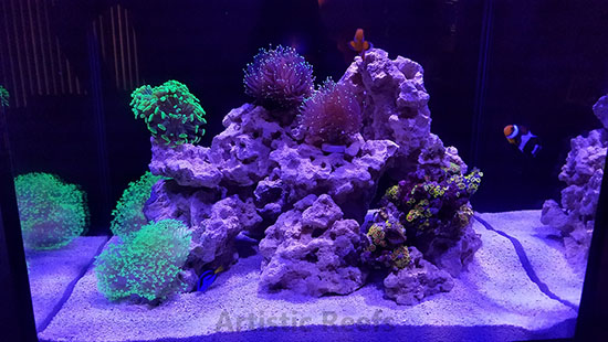 Artistic Reefs JBJ Nano Reef Aquarium